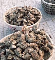 Hàu vỏ nguyên con